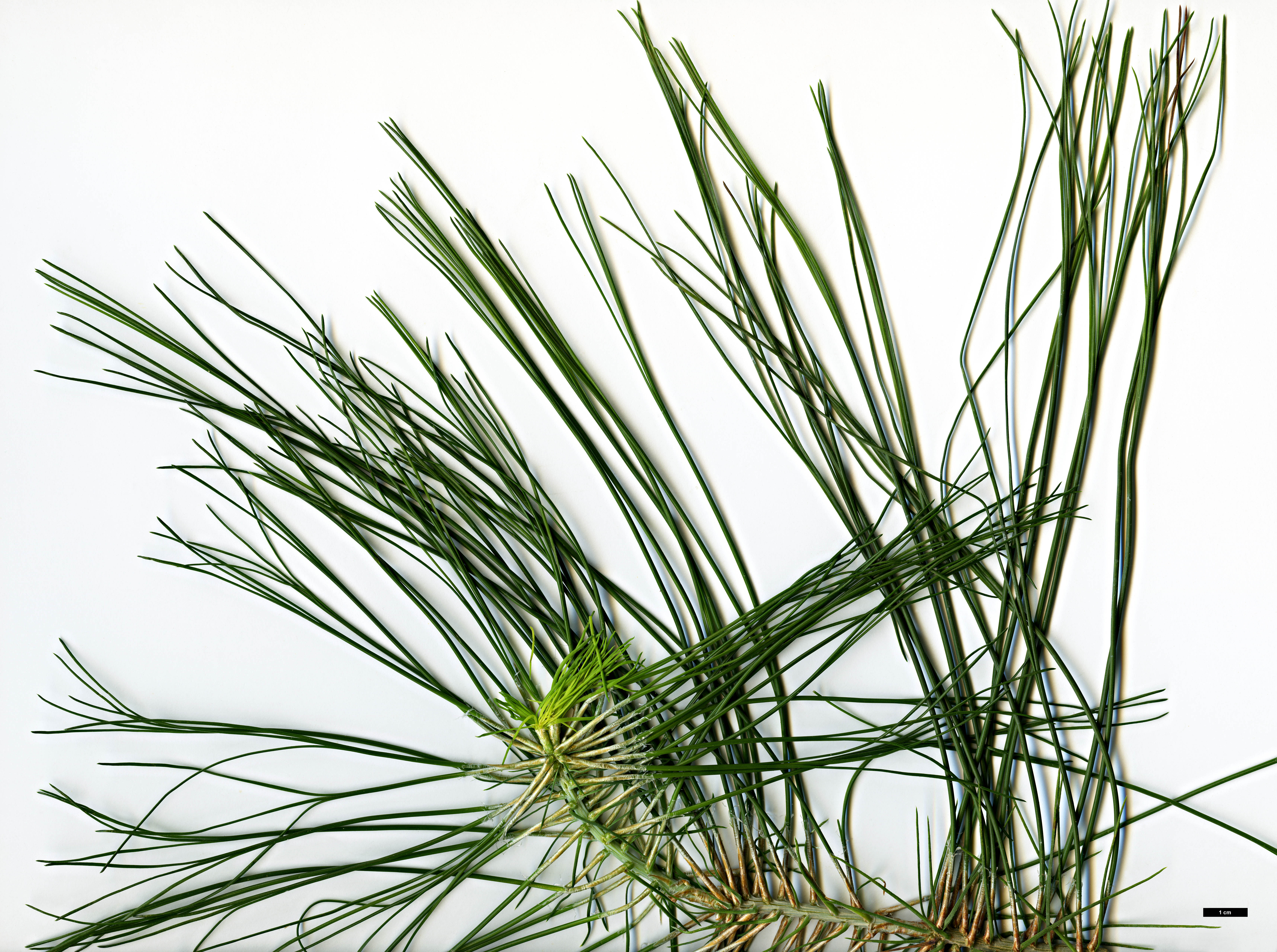 High resolution image: Family: Pinaceae - Genus: Pinus - Taxon: occidentalis